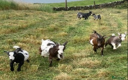 Goats livestock for sale: Adorable pygmy goat kids - Image 2