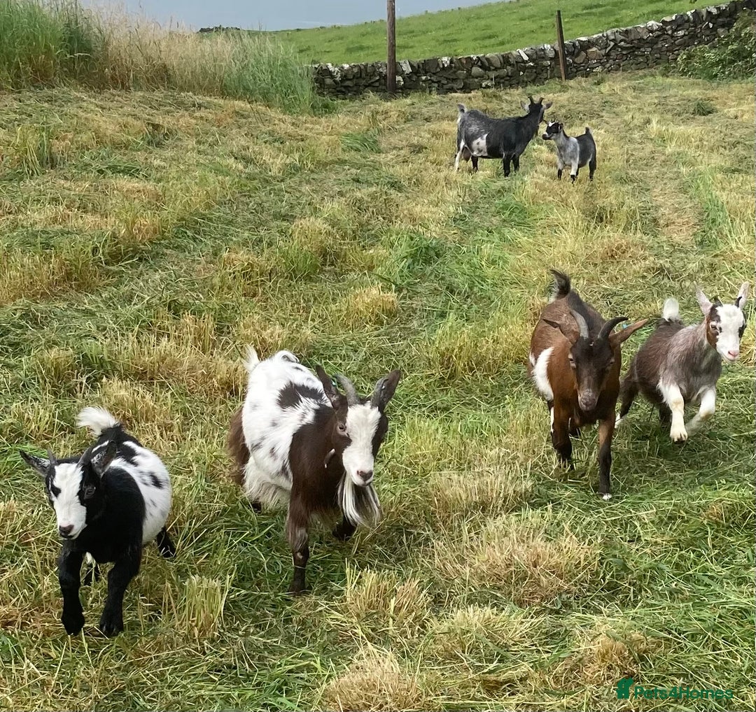 Goats livestock for sale: Adorable pygmy goat kids - Image 2