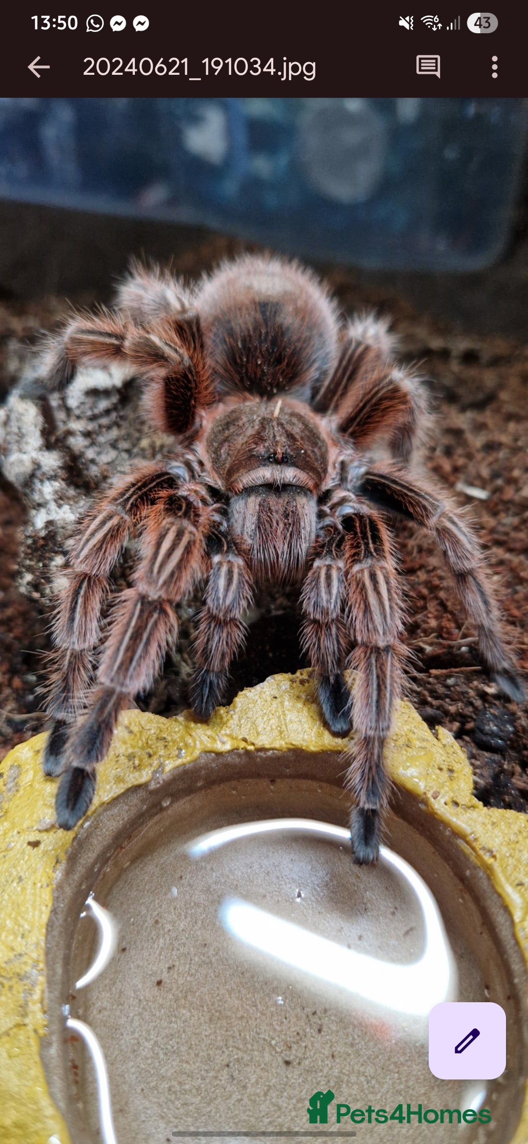 Tarantulas invertebrates for sale: Tarantulas for sale - Advert 3