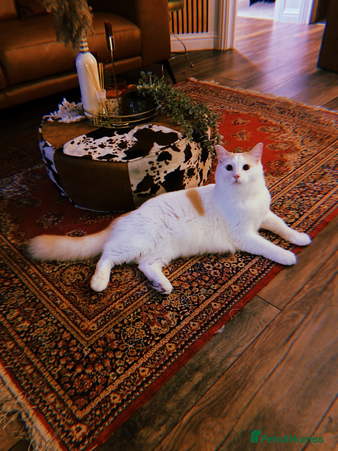Ragdoll cats for sale: Handsome Male Ragdoll - Advert 10