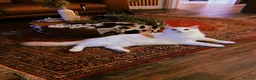 Ragdoll cats for sale: Handsome Male Ragdoll in Exeter - Advert 1