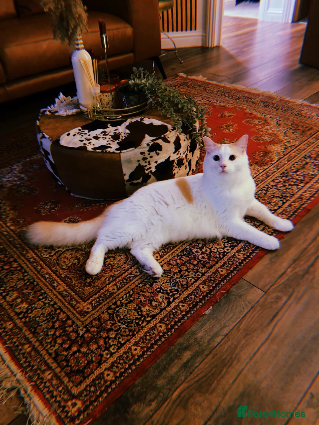 Ragdoll cats for sale: Handsome Male Ragdoll in Exeter - Advert 1