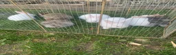 Mixed Breed rabbits for sale: New Zealand Doe cross German Giant Buck in Letchworth Garden City - Advert 2