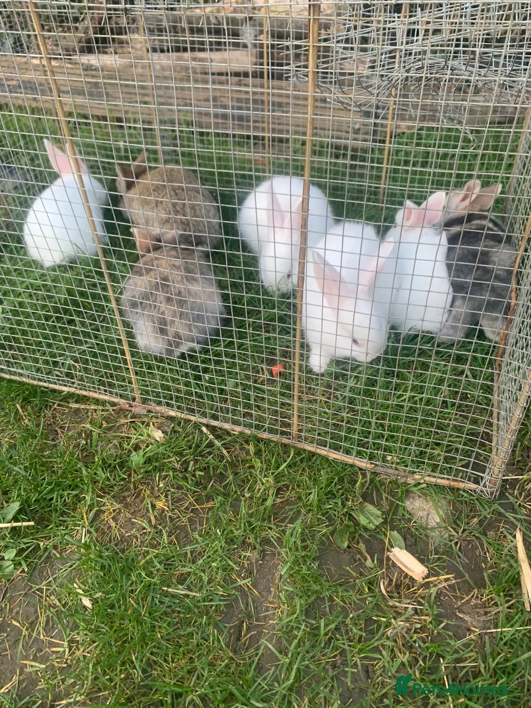 Mixed Breed rabbits for sale: New Zealand Doe cross German Giant Buck in Letchworth Garden City - Advert 2