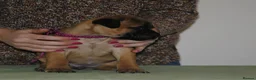 Bullmastiff dogs for sale: Bullmastiff puppies available for new homes... - Advert 3