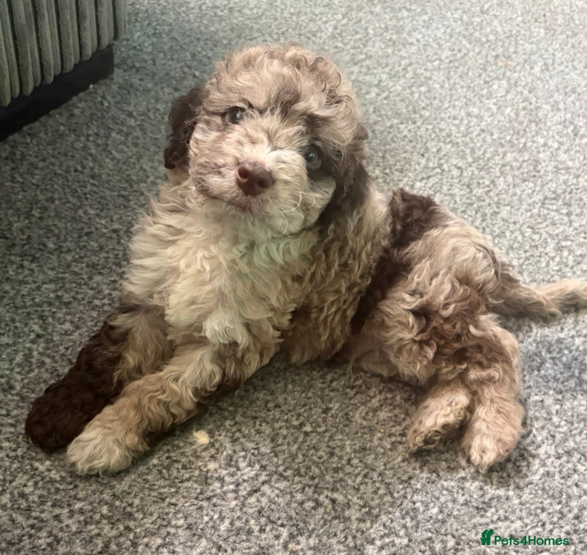 Cockapoo dogs Stunning cockapoos✨ with unique range of colours  - Advert 16