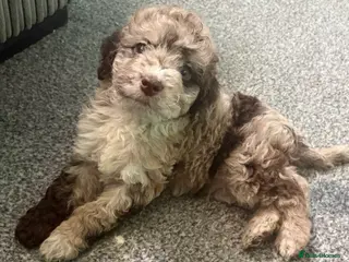 Cockapoo dogs Stunning cockapoos✨ with unique range of colours - Advert 4