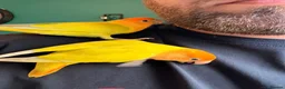 Lovebirds birds for sale: Beautiful Bonded Tame Pair of Lovebirds 1 year old - Advert 26