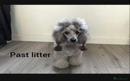 Poodle dogs for stud: Fully health tested and kc reg chocolate toy. in Blackburn - Image 8