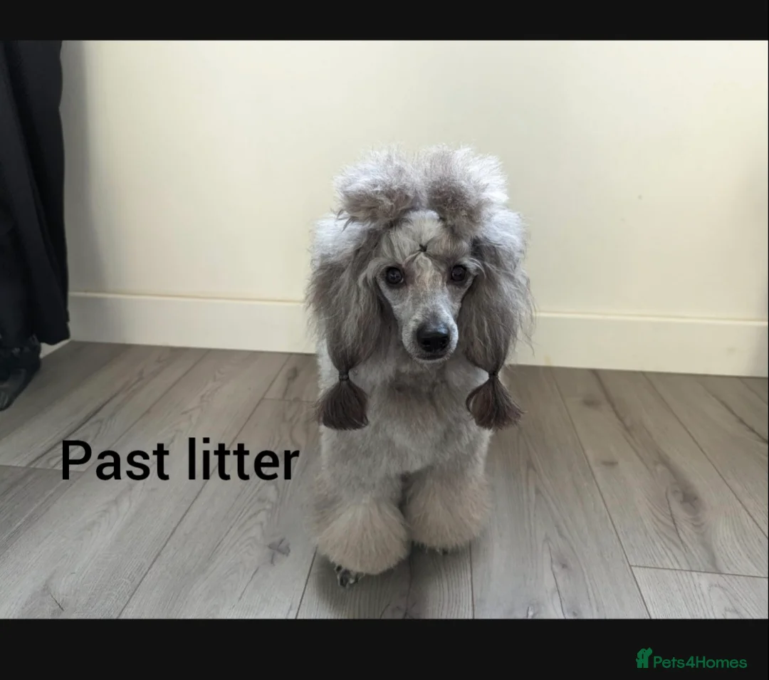 Poodle dogs for stud: Fully health tested and kc reg chocolate toy. in Blackburn - Advert 8