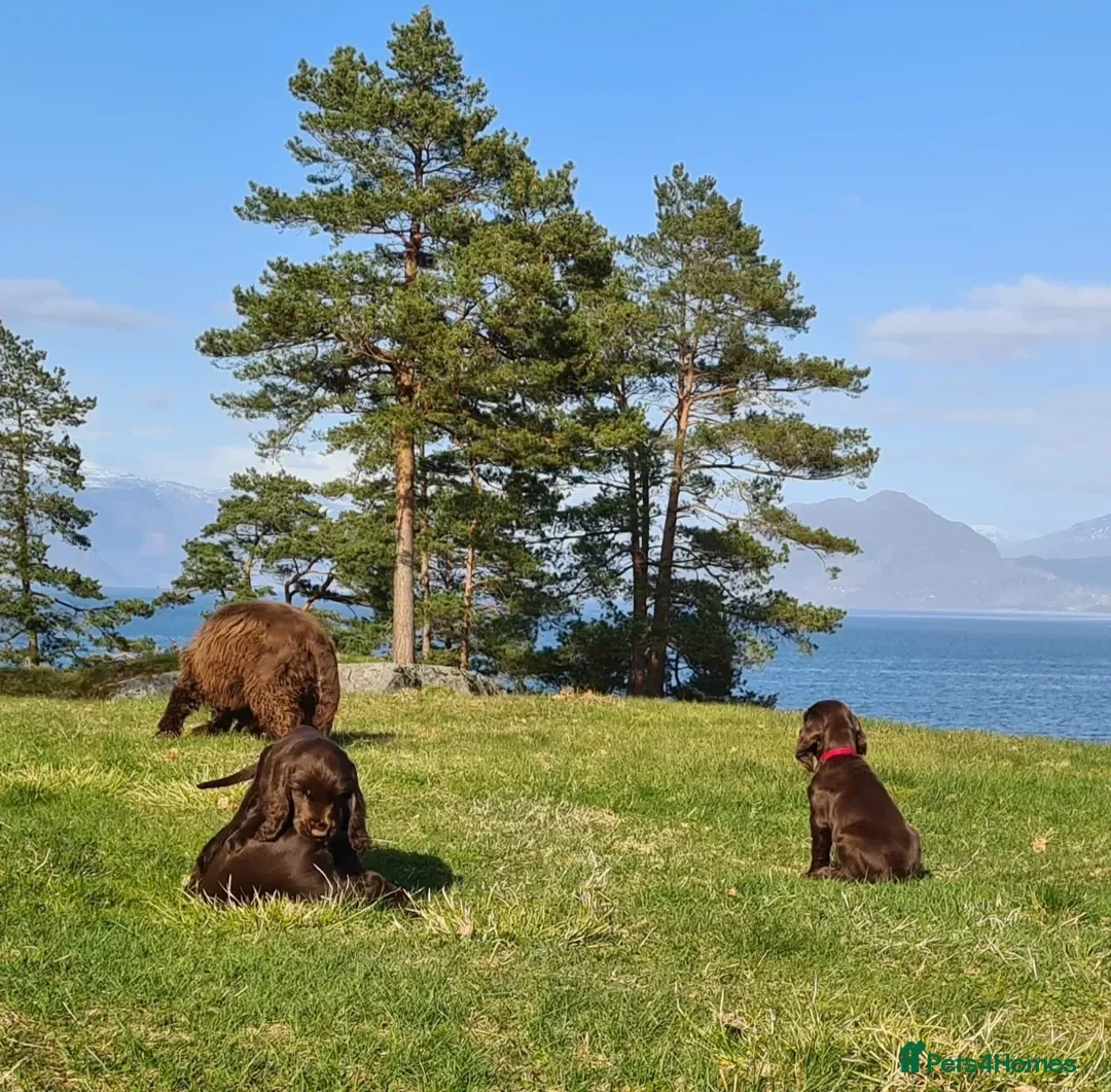 Field Spaniel dogs F2 Field Pups Cute & Ready for Their New Families  - Advert 6