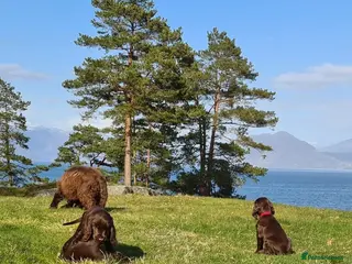 Field Spaniel dogs F2 Field Pups Cute & Ready for Their New Families - Advert 6