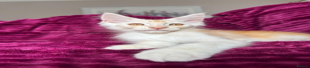 Maine Coon Kitten 1