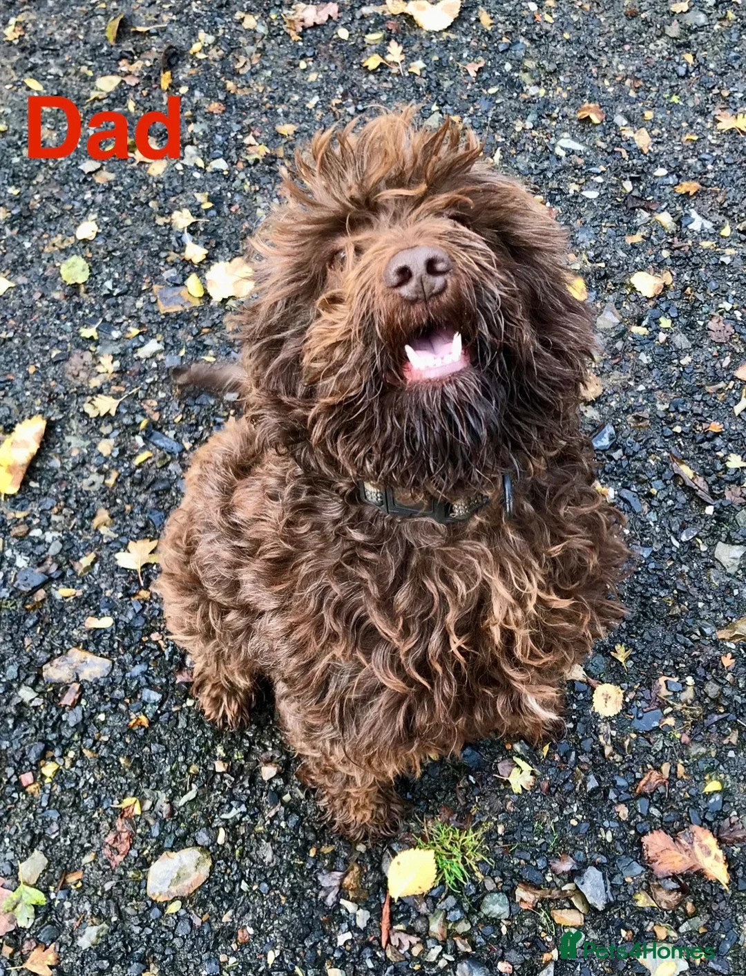 Cockapoo dogs for sale: Cockapoo puppies in Exeter - Advert 7