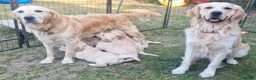 Golden Retriever dogs for stud: RKC Kensesqui Karamel Sutra - Advert 14