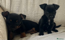 Jack Russell dogs for sale: Miniature Jack Russel’s - Image 14