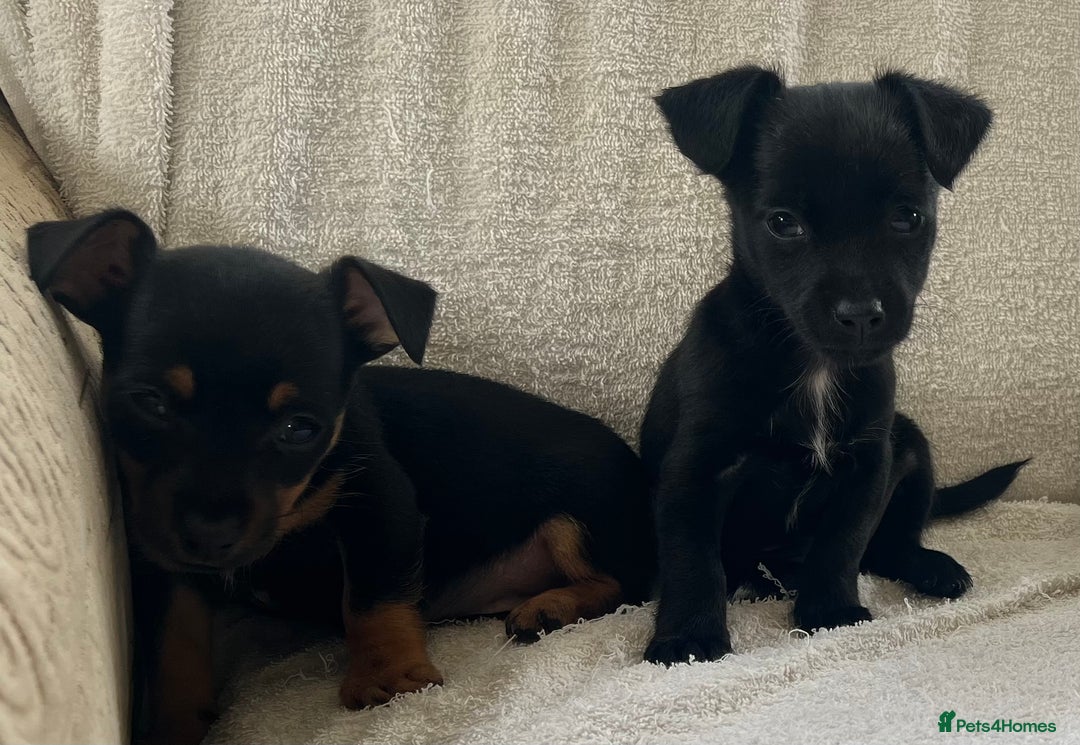 Jack Russell dogs for sale: Miniature Jack Russel’s - Image 14