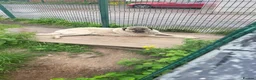 Anatolian Shepherd dogs for sale: Turkish Kangal - Advert 8
