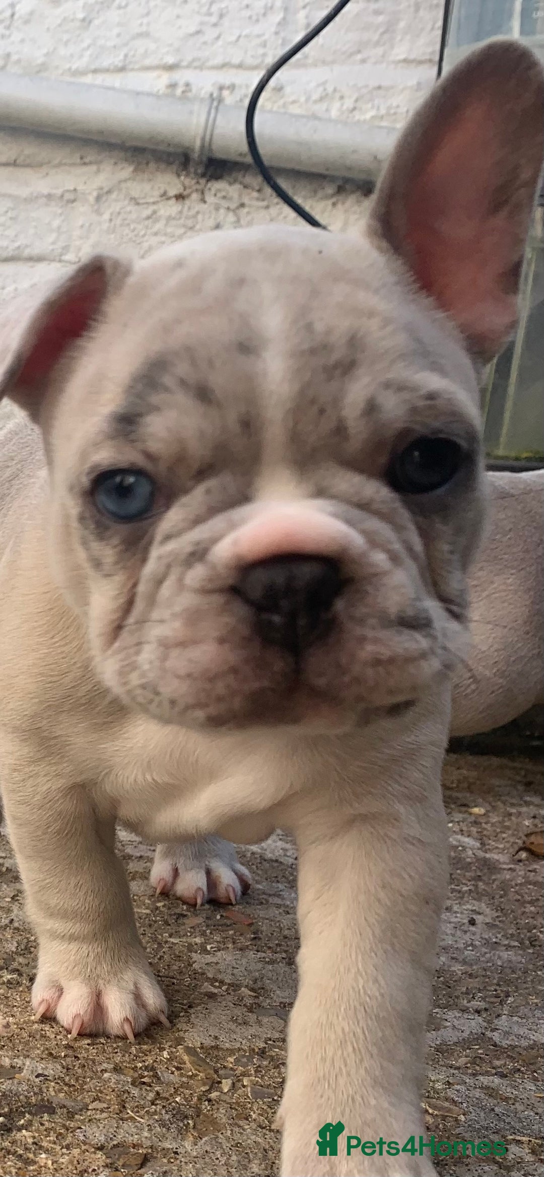 French Bulldog dogs for sale: French bulldog puppies with lilac and merle  - Image 30