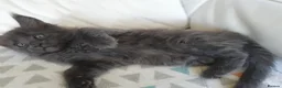 Maine Coon cats for sale: TICA REGISTERED GORGEOUS MAINE COONKITTENS - Advert 21