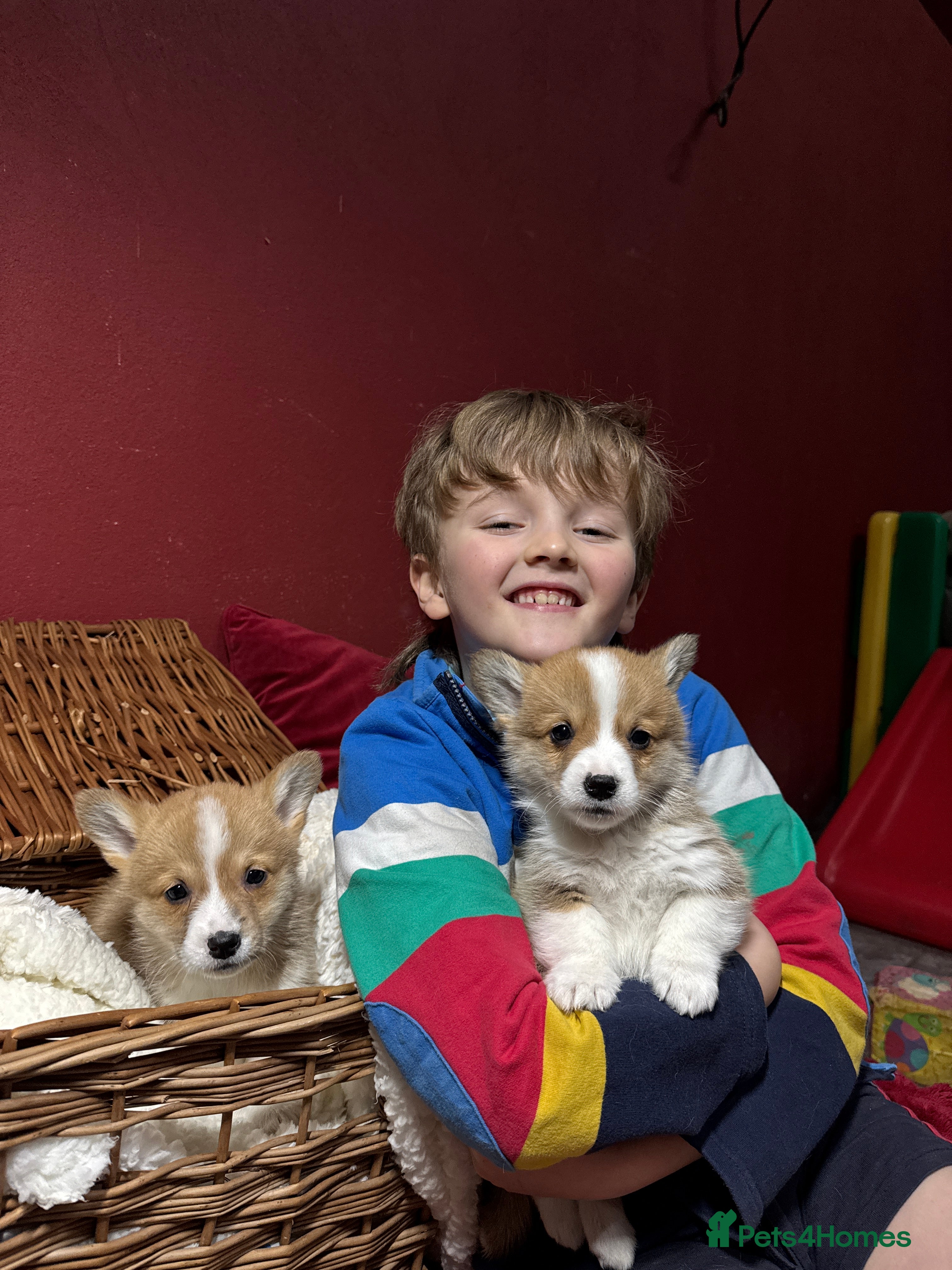 Welsh Corgi Pembroke dogs Champion bloodlines on both sides, great with kids - Advert 4