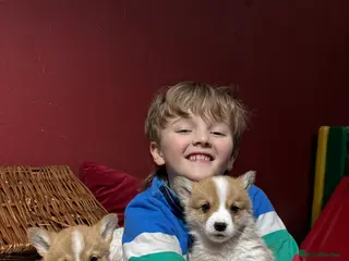 Welsh Corgi Pembroke dogs Champion bloodlines on both sides, great with kids - Advert 4