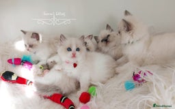 Ragdoll cats for sale: Beautiful Ragdoll kittens 😻😻😻 - Image 13