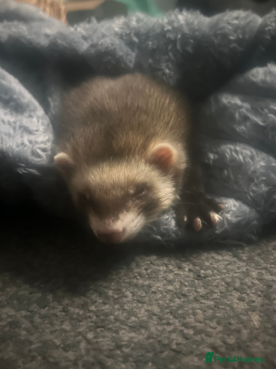 Ferret rodents for sale: bonded ferrets   - Advert 11