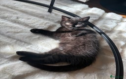 British Shorthair cats for sale: Fluffy Chocolate British Shorthair Kittens 🐾 - Image 12