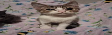 Tabby