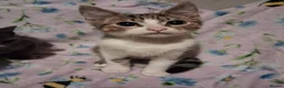 Mixed Breed cats for sale: Beautiful Kittens for sale in Mansfield - Advert 8