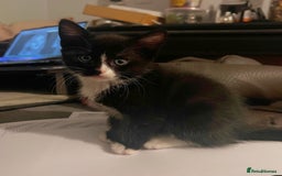 Mixed Breed cats for sale: 4 boys and 1 girl ready to find their new homes ^^ - Advert 6