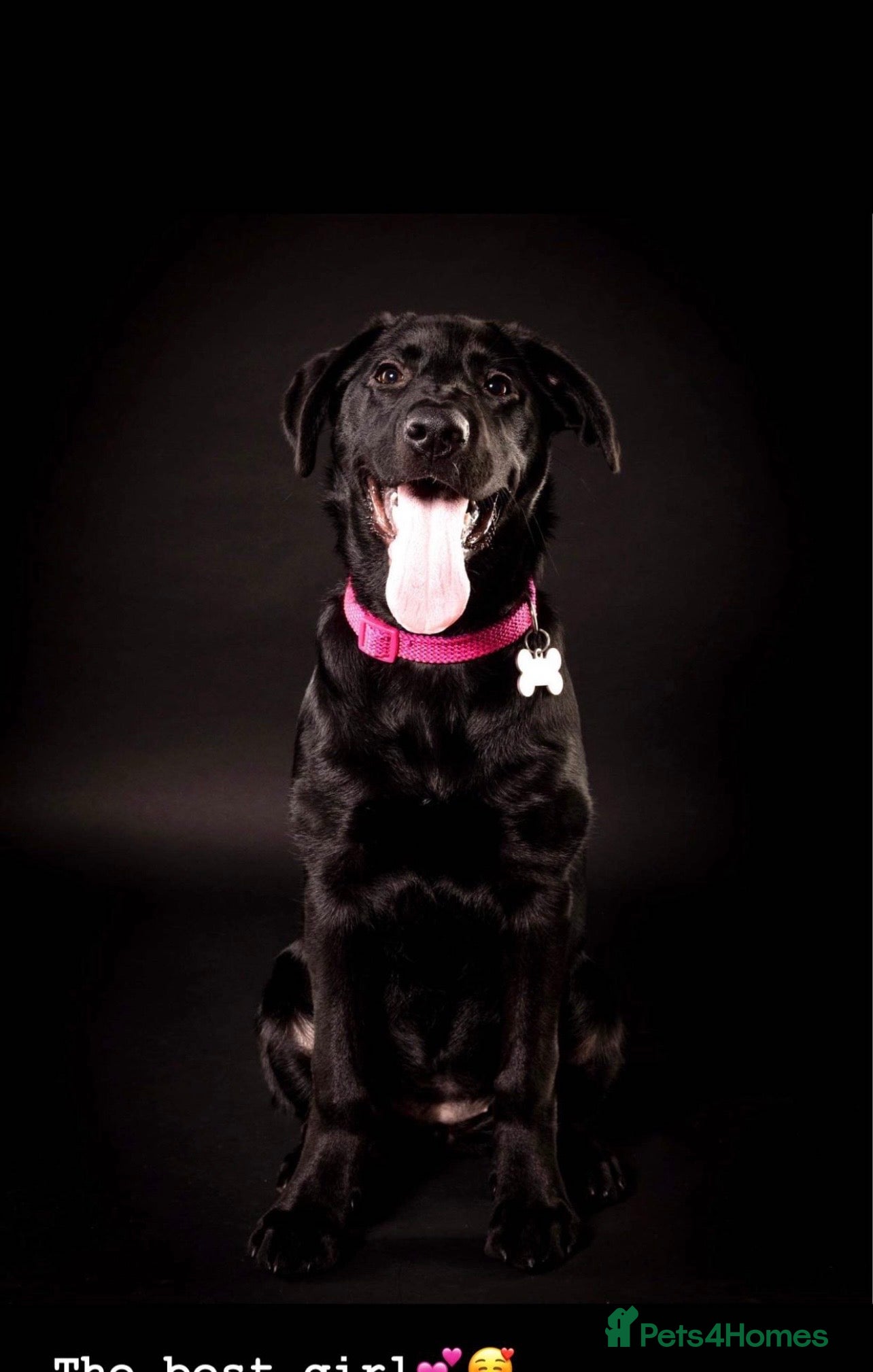 Mixed Breed dogs for sale: Lab mixed with Black Russian terrier  - Advert 2