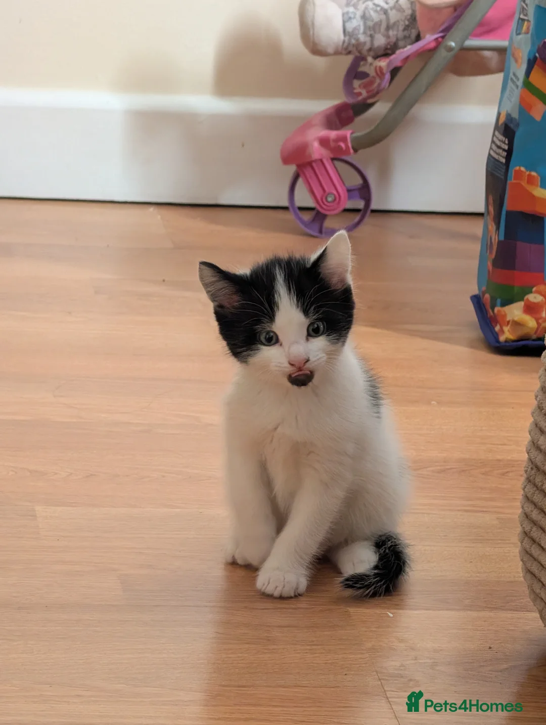 Mixed Breed cats for sale: 3 female kittens ready to go.  in Peterborough - Advert 10