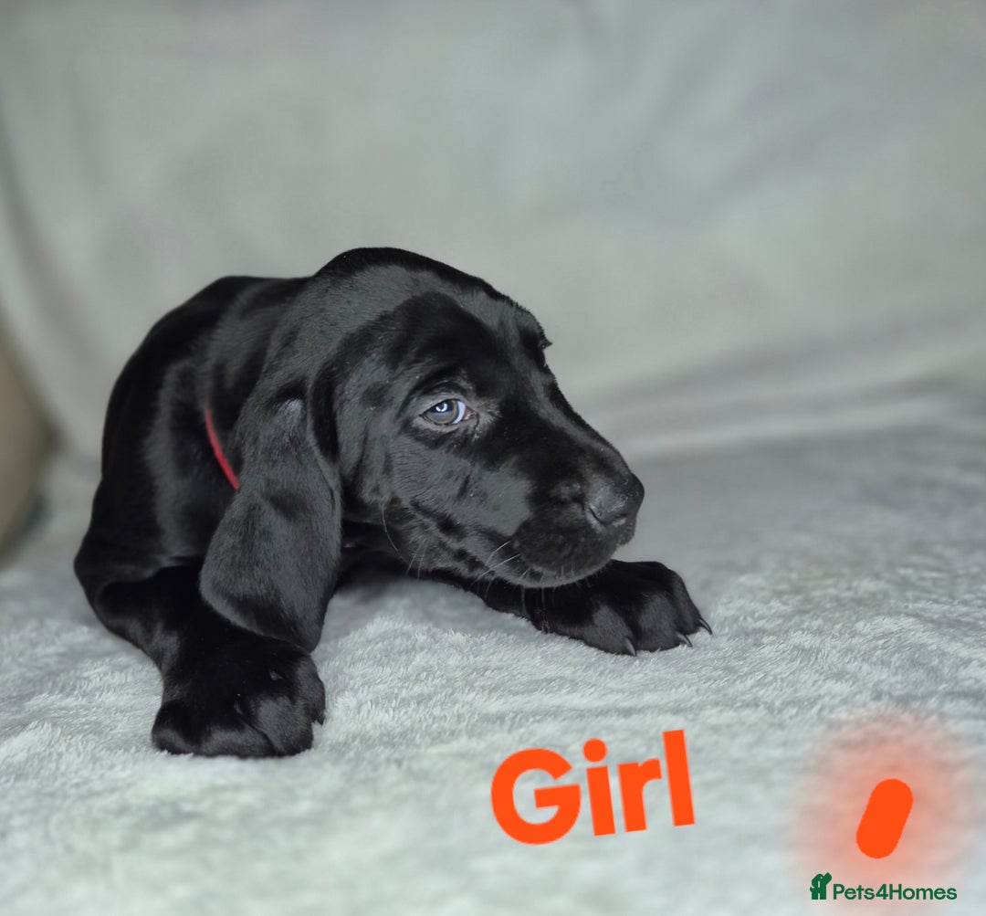 Mixed Breed dogs for sale: 6 mixed breed puppies - Advert 6