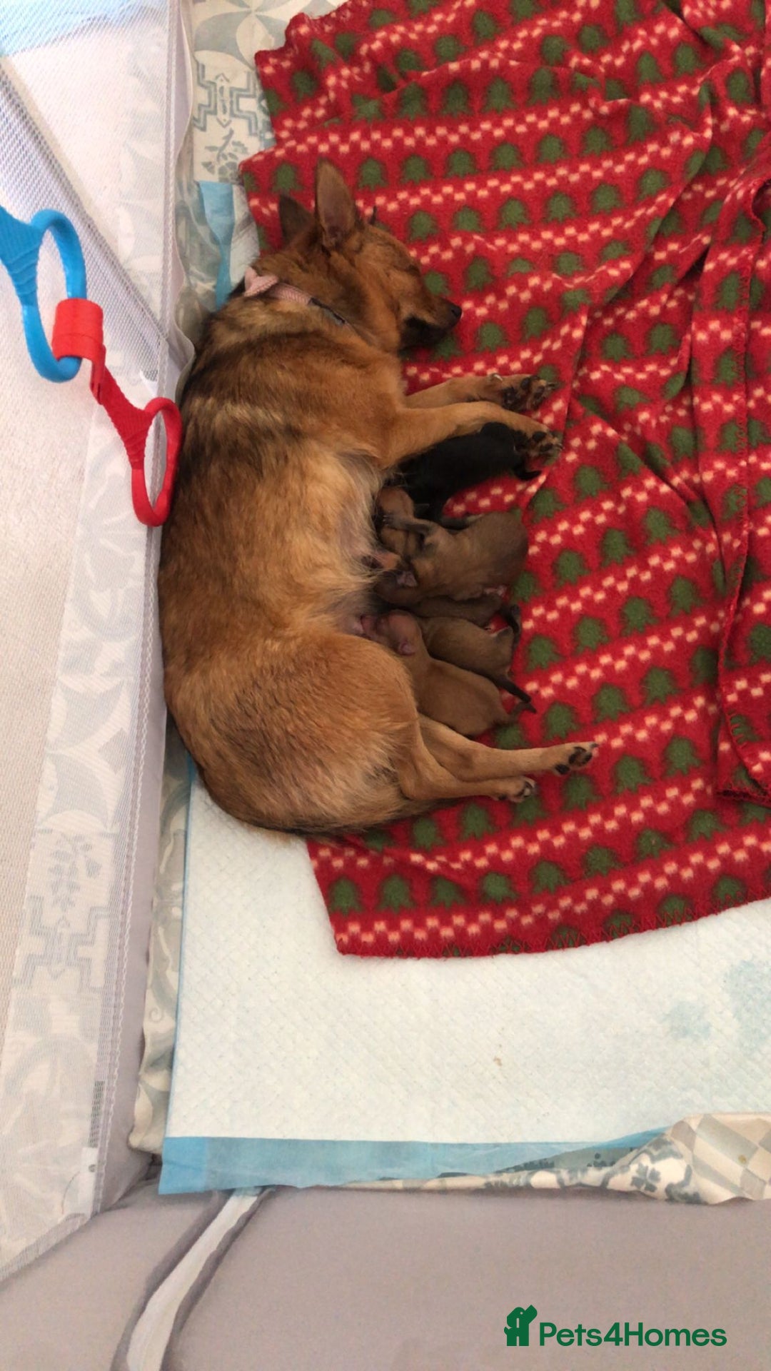 Pomeranian dogs for sale:  Adorable Pomeranian puppies  - Image 19