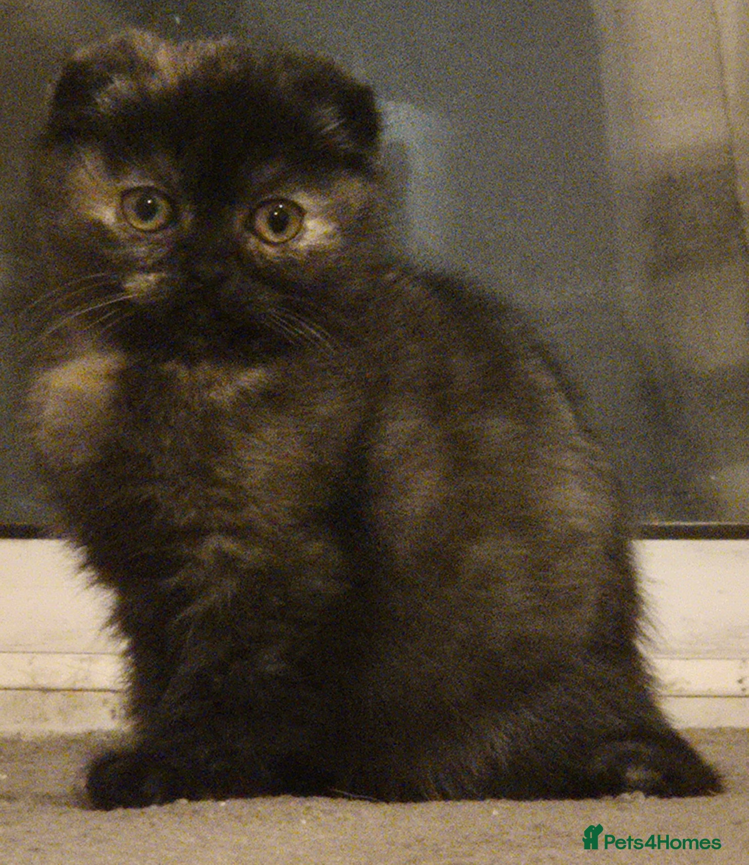 Scottish Fold cats *Reduced*TICA REGISTERED  - Advert 3