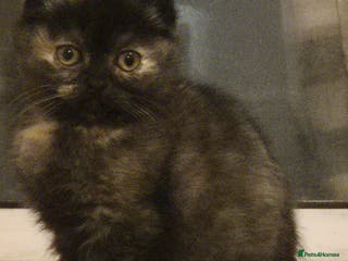 Scottish Fold cats *Reduced*TICA REGISTERED - Advert 3