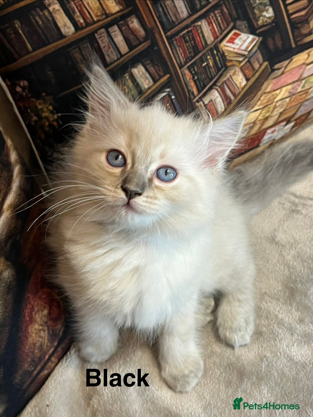 Ragdoll cats for sale: ❤️Amazing Pure Ragdoll Girls Waiting Loving Family - Advert 37