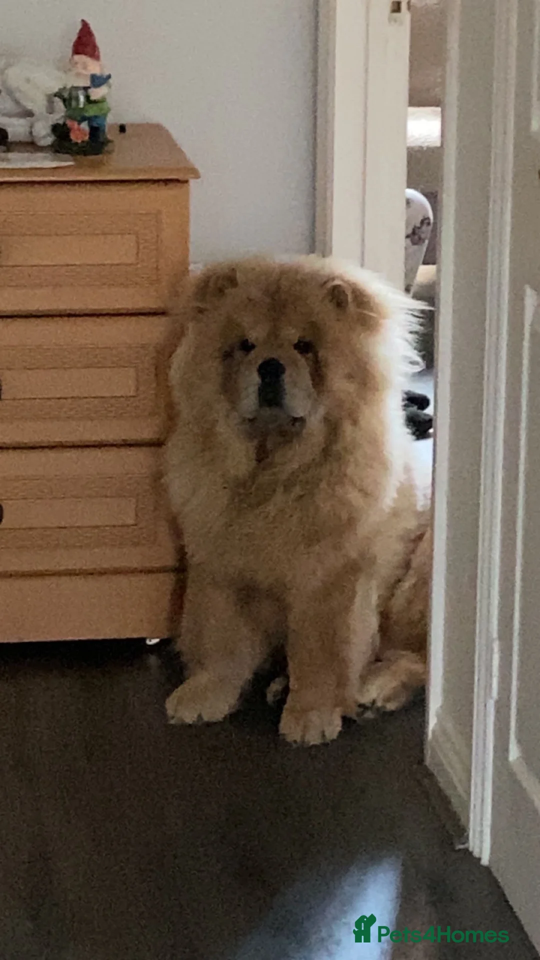 Chow Chow dogs for sale: Chow chow for loving home  in Hartlepool - Advert 1