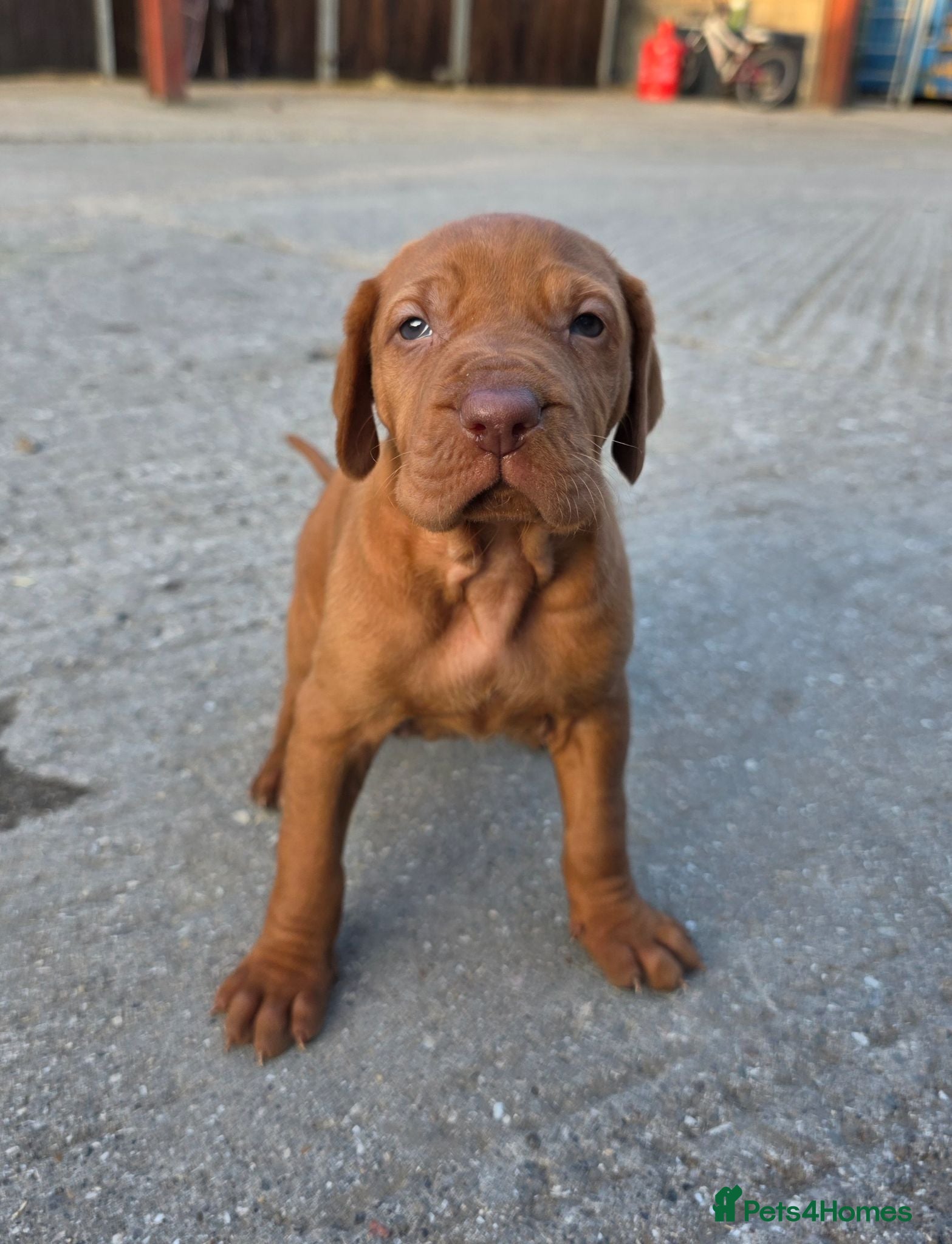 Hungarian Vizsla dogs Kennel Club registered Hungarian vizsla - Advert 2