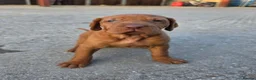 Hungarian Vizsla dogs for sale: KC registered Hungarian vizsla pups - Advert 6