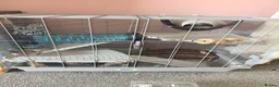Rat rodents for sale: Two male rats  - Advert 3
