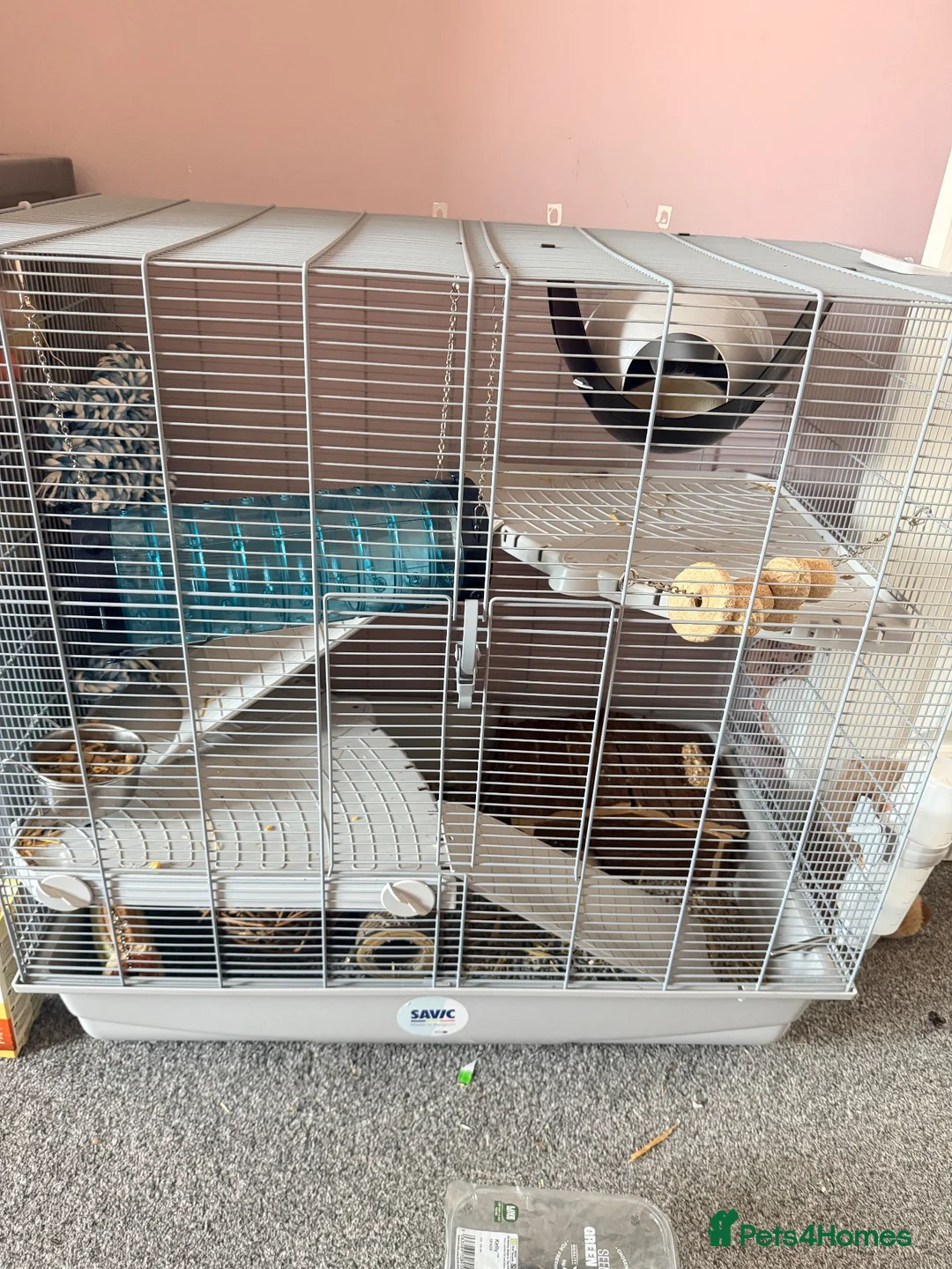 Rat rodents for sale: Two male rats  - Advert 3