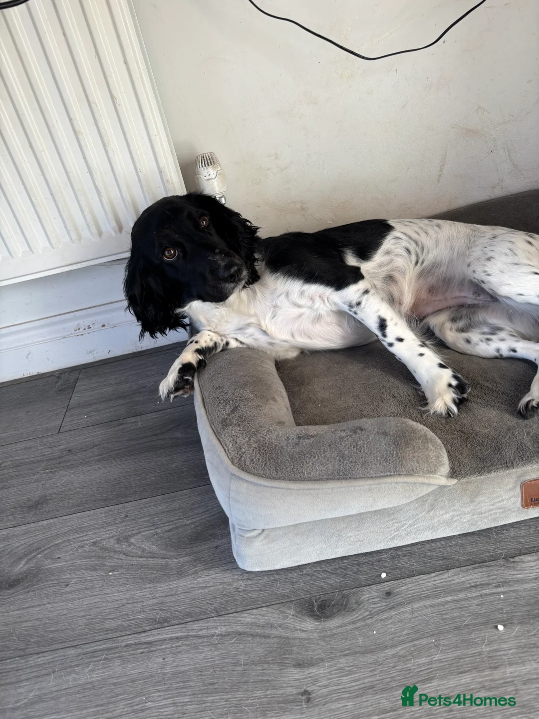 Sprocker dogs for sale: Sprocker spaniel bitch  - Advert 4