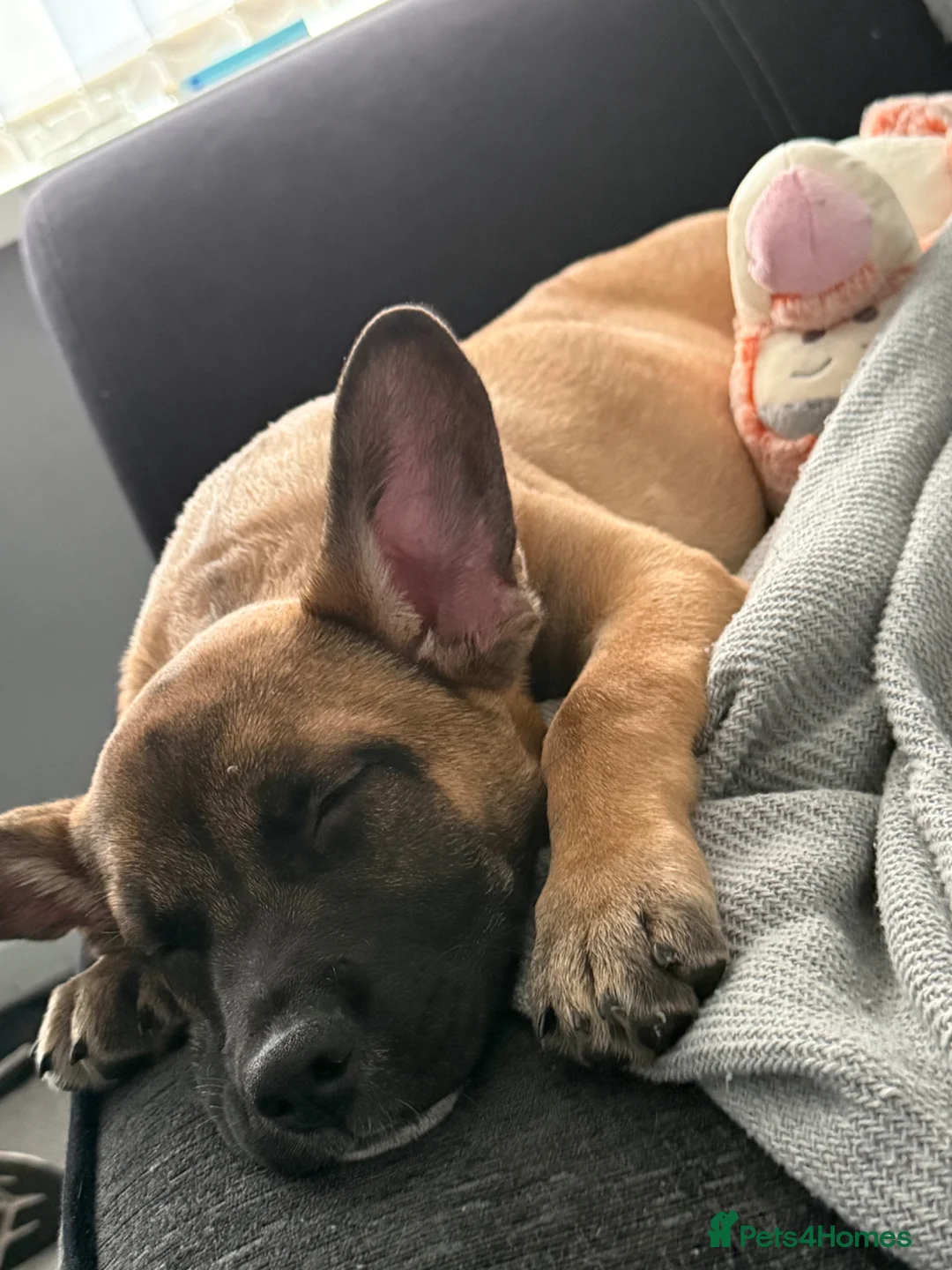 Mixed Breed dogs for sale: GSD x Frenchie for rehome - Advert 1