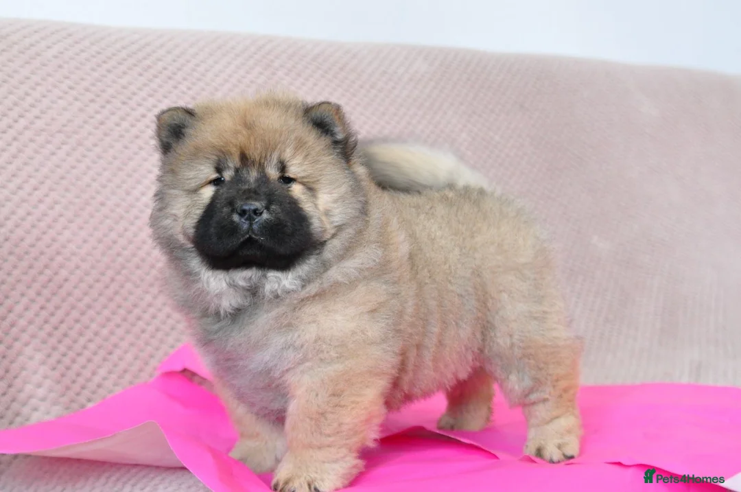 Chow Chow dogs for sale: Pedigree Chow puppies available🐶 £ negotiable  - Advert 24