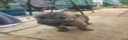 Lurcher dogs for sale: Lurcher  - Advert 6