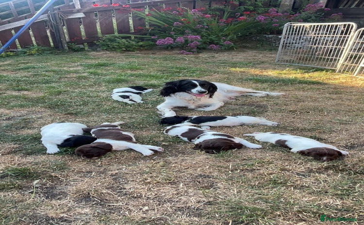 English Springer Spaniel dogs - Advert 4