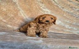 Cavapoo dogs for sale: Gorgeous Fox Red Cavapoo health tested parents  - Image 25